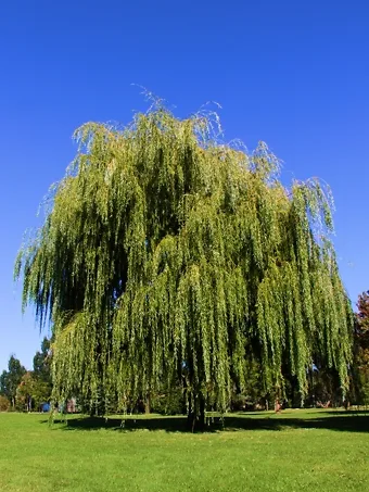 Weeping Willow  Future Tree Health