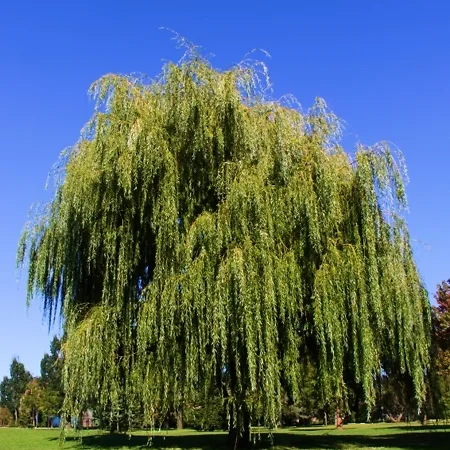 Willow Trees