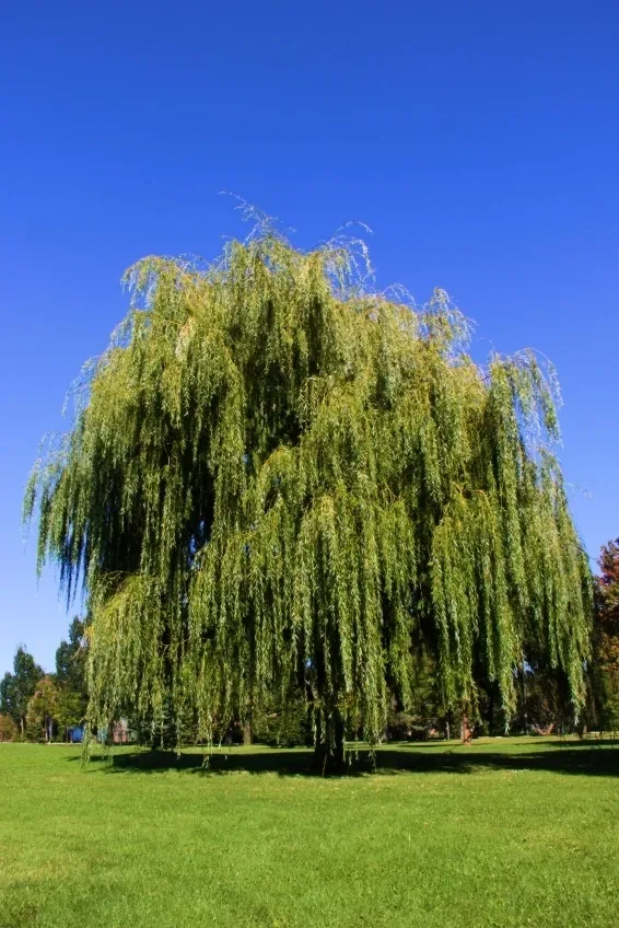 Weeping Willow Tree