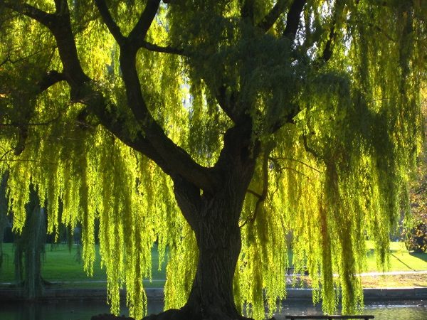 Weeping Willow Canopy