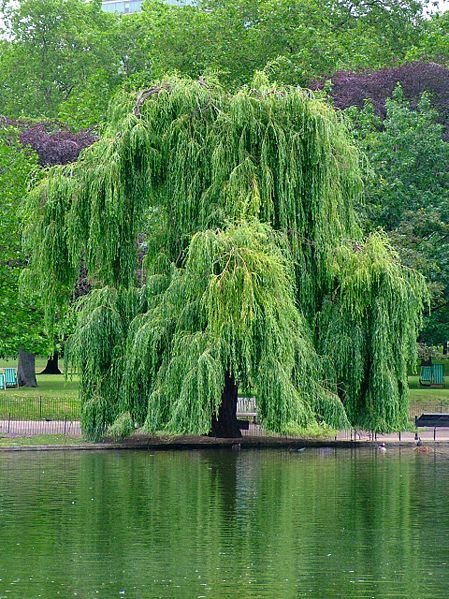 Weeping Willow River Bank