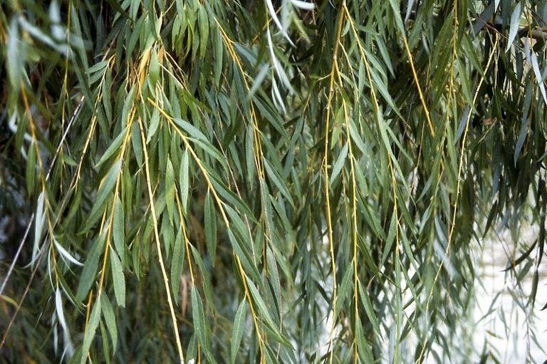 Buy Weeping Willow Trees Online The Tree Center