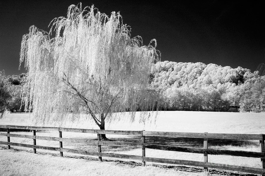 Weeping Willow Tree Guide | Planting & Care Tips for Willow Trees