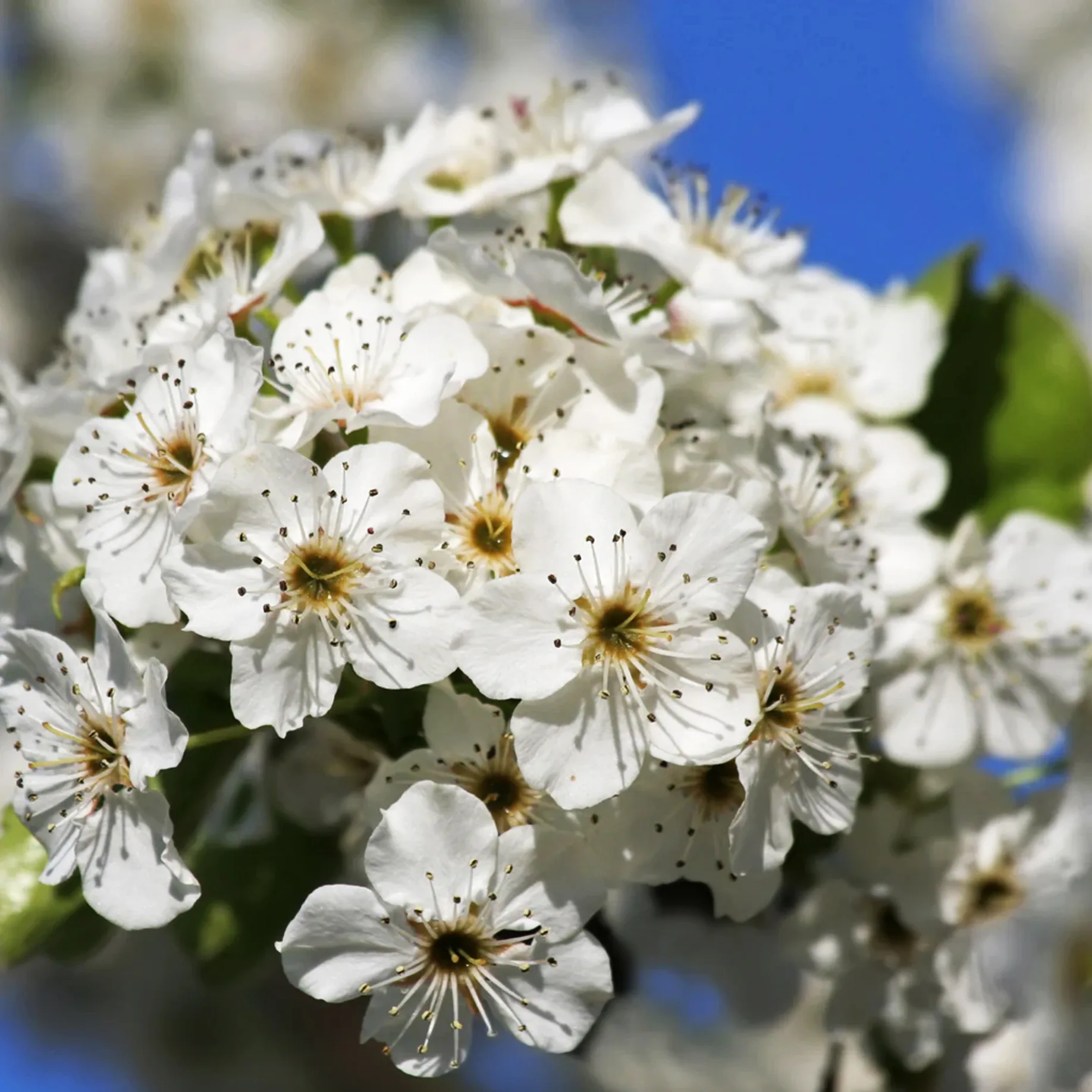 Pear Tree Complete Guide: Caring, Growing, Types, & Uses