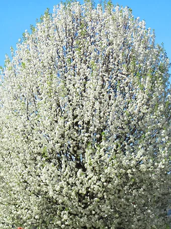 Cleveland Flowering Pear Tree