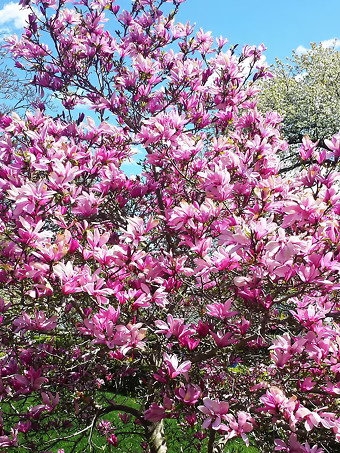Jane Magnolia