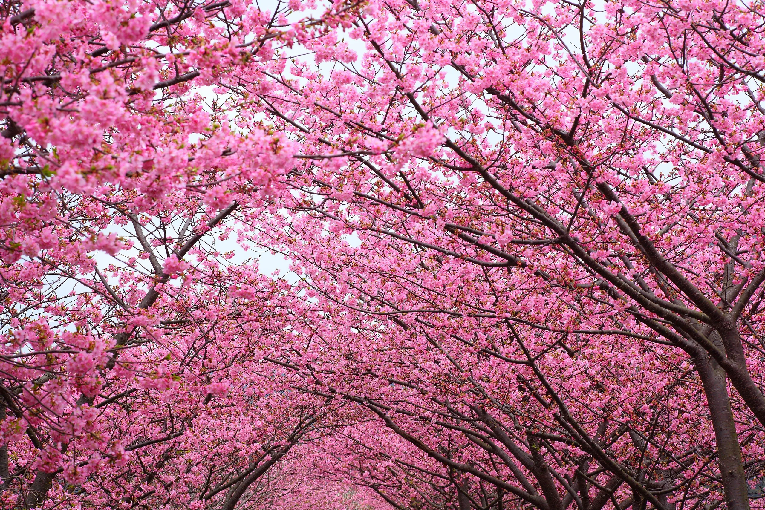 Cherry Blossom Tree Review Guide Tips For Cherry Blossom Trees