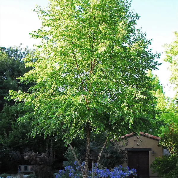 River Birch Is a Favored Yard Tree in the Southern U.S.