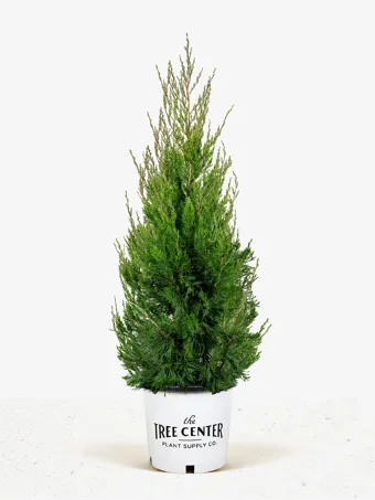 Green Arrow Alaskan Cedar Trees For Sale