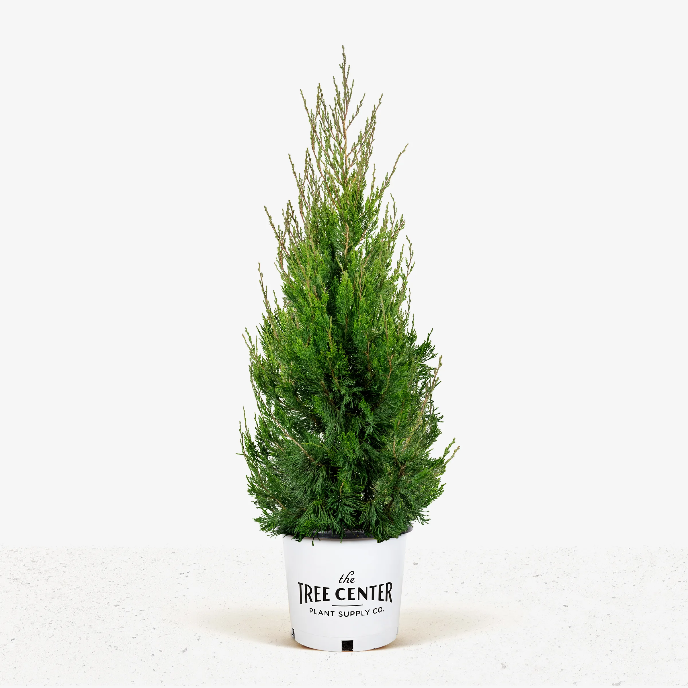 Buy Spartan Juniper Trees Online The Tree Center