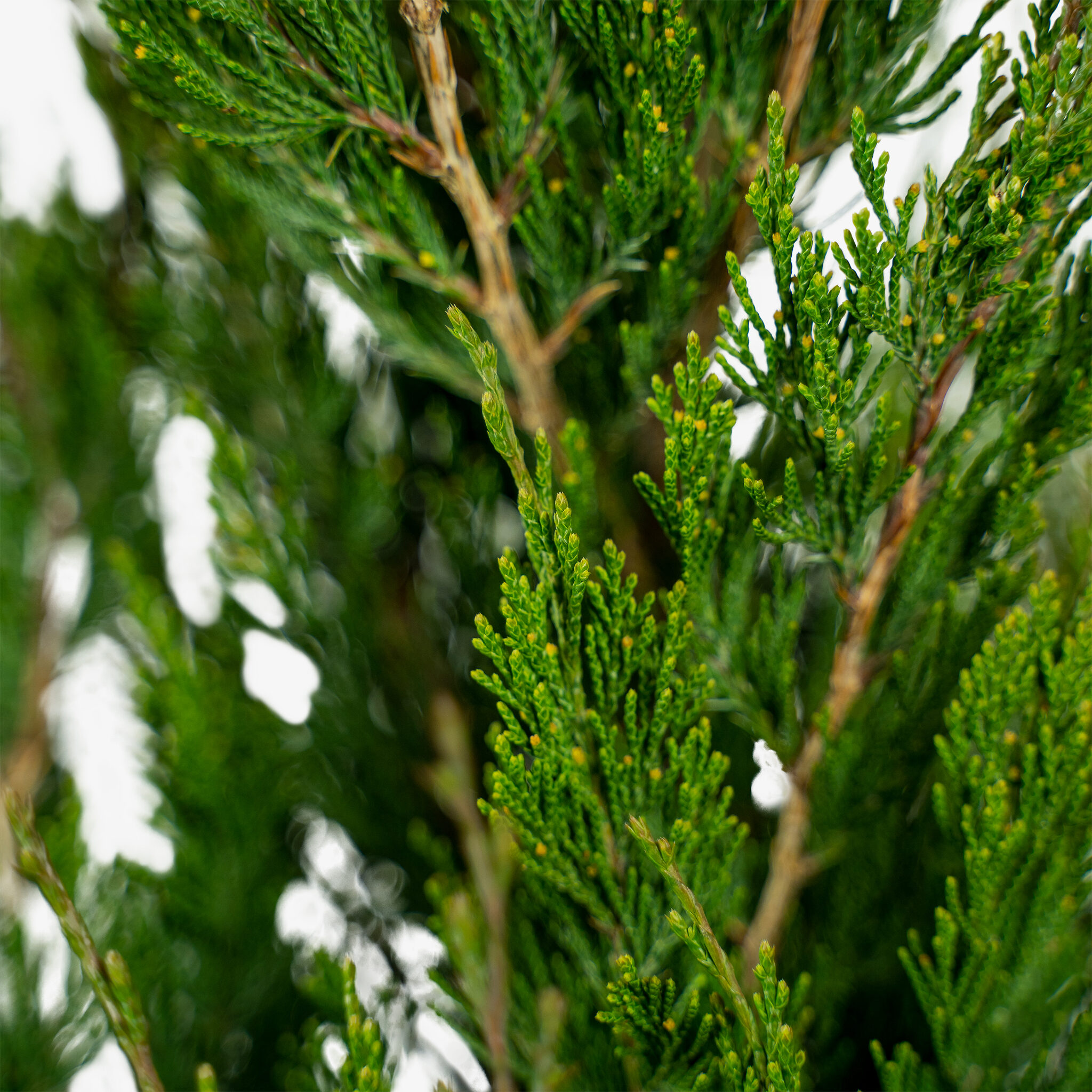 Buy Spartan Juniper Trees Online The Tree Center