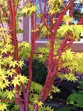 Coral Bark Japanese Maple