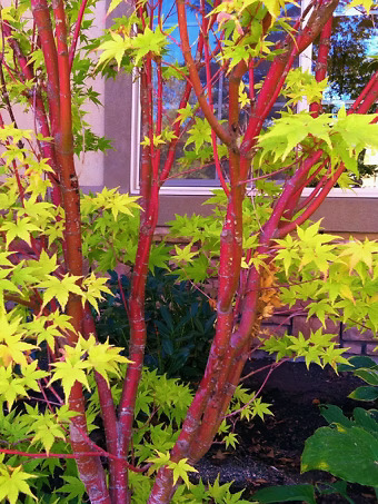 Coral Bark Japanese Maple