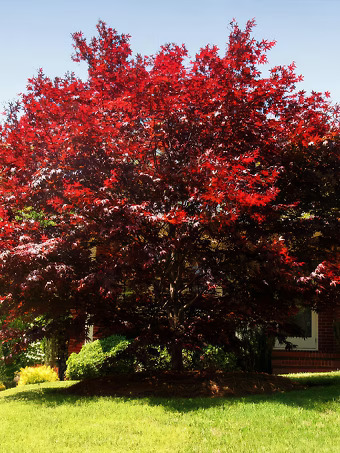 Emperor Japanese Maple