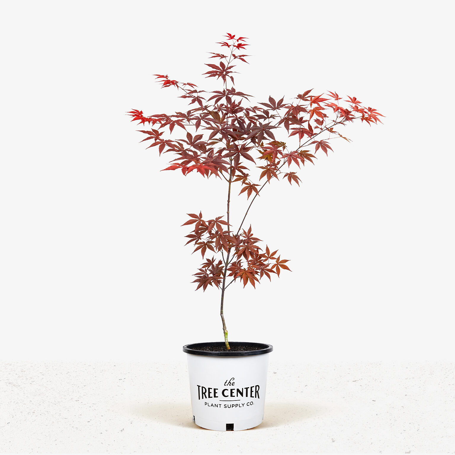 Emperor Japanese Maple For Sale Online The Tree Center
