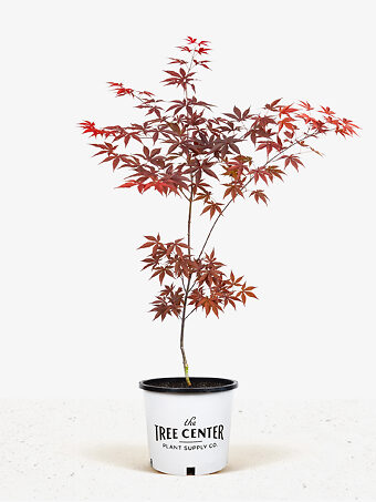 Emperor Japanese Maple