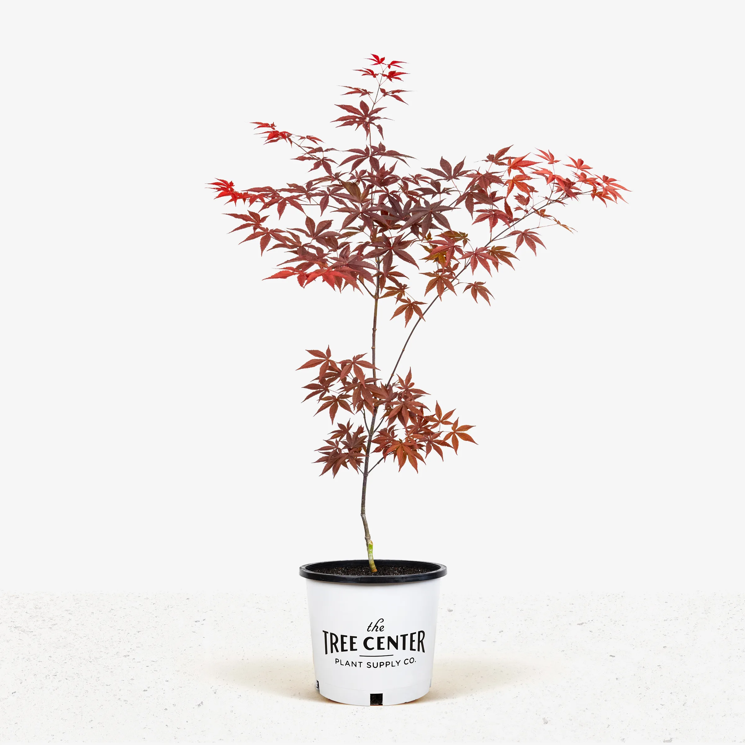 Emperor Japanese Maple For Sale Online The Tree Center