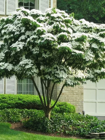White Kousa Dogwood Tree