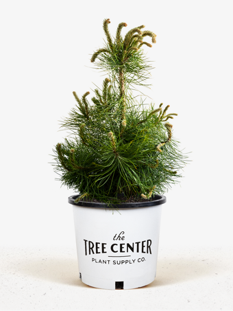 Austrian Black Pine