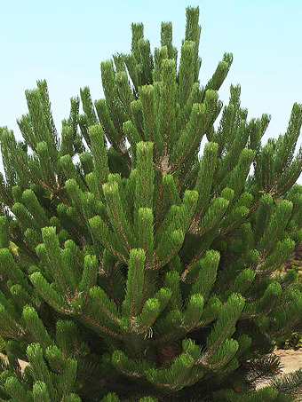 Austrian Black Pine
