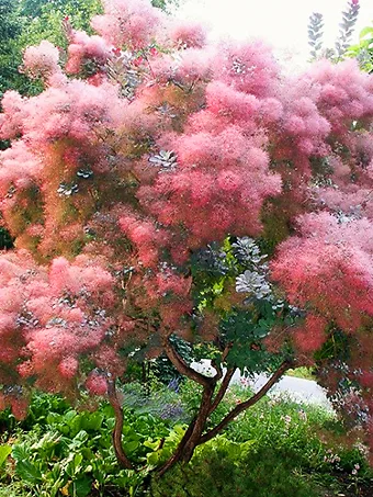 Grace Purple Smoke Tree