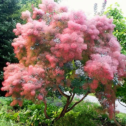 Purple Smoke Tree 