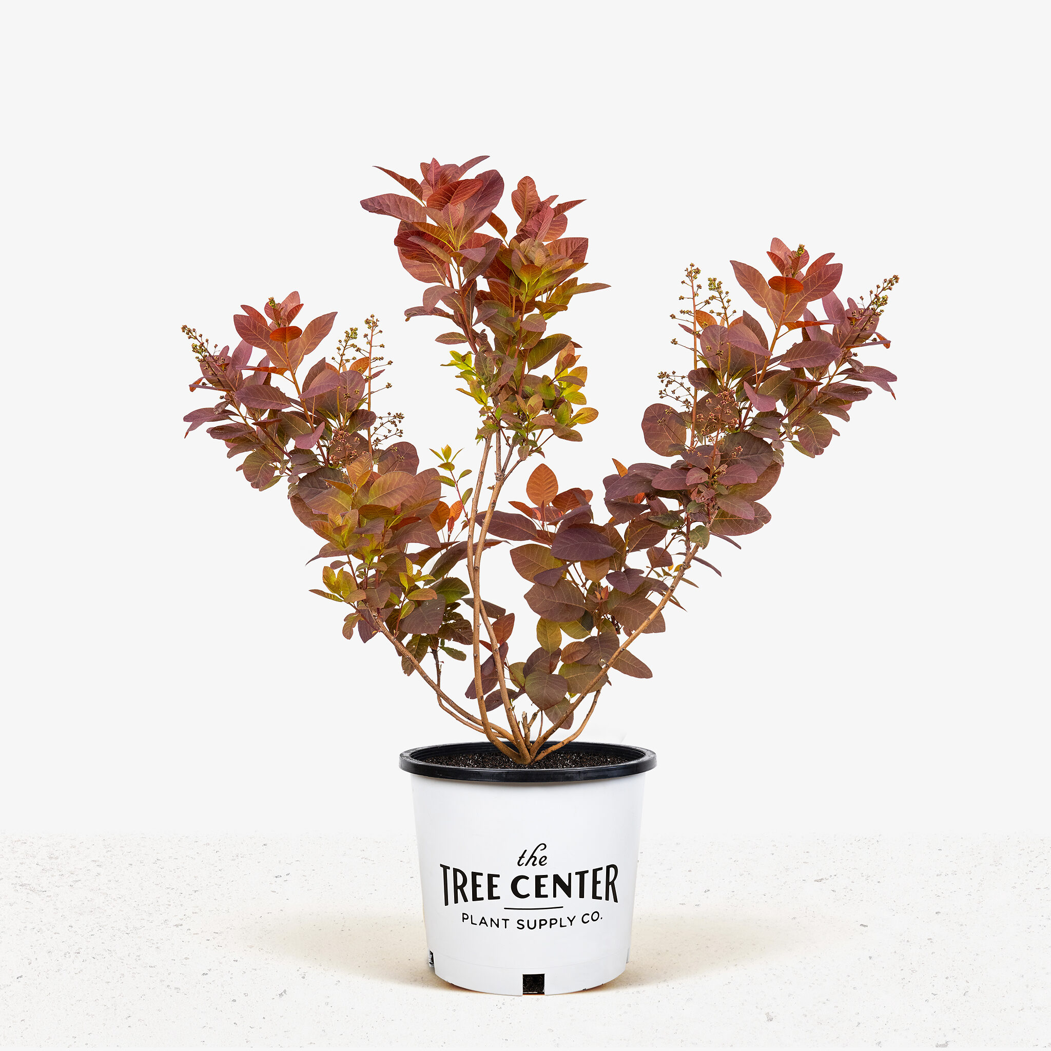 Purple Smoke Tree "Grace" The Tree Center