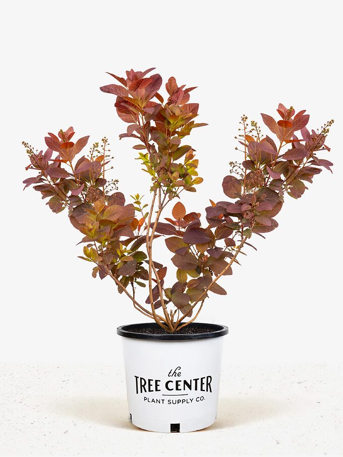 Velvet Cloak Smoke Tree For Sale Online The Tree Center