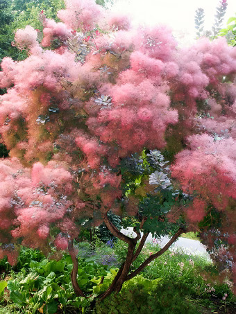 Grace Purple Smoke Tree