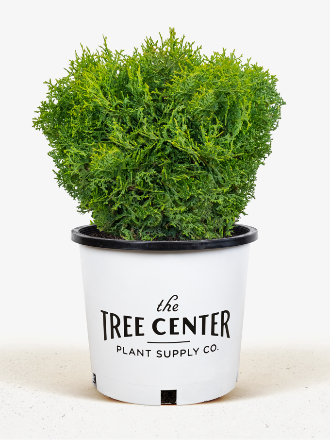Pancake Arborvitae Shrubs For Sale The Tree Center