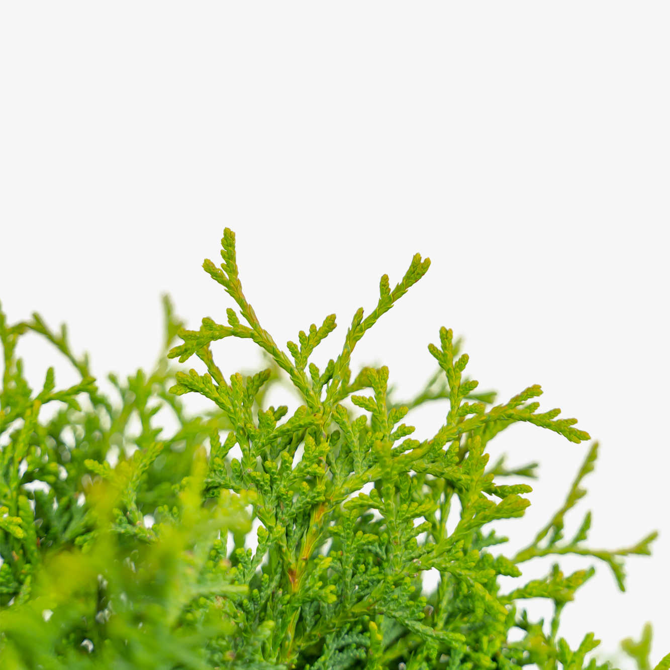 Hetz Midget Thuja For Sale Online | The Tree Center