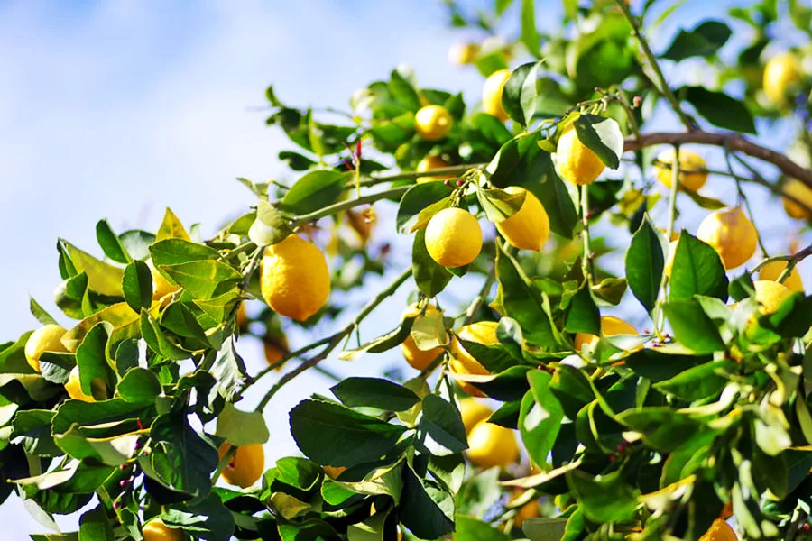 Complete guide to lemon tree care