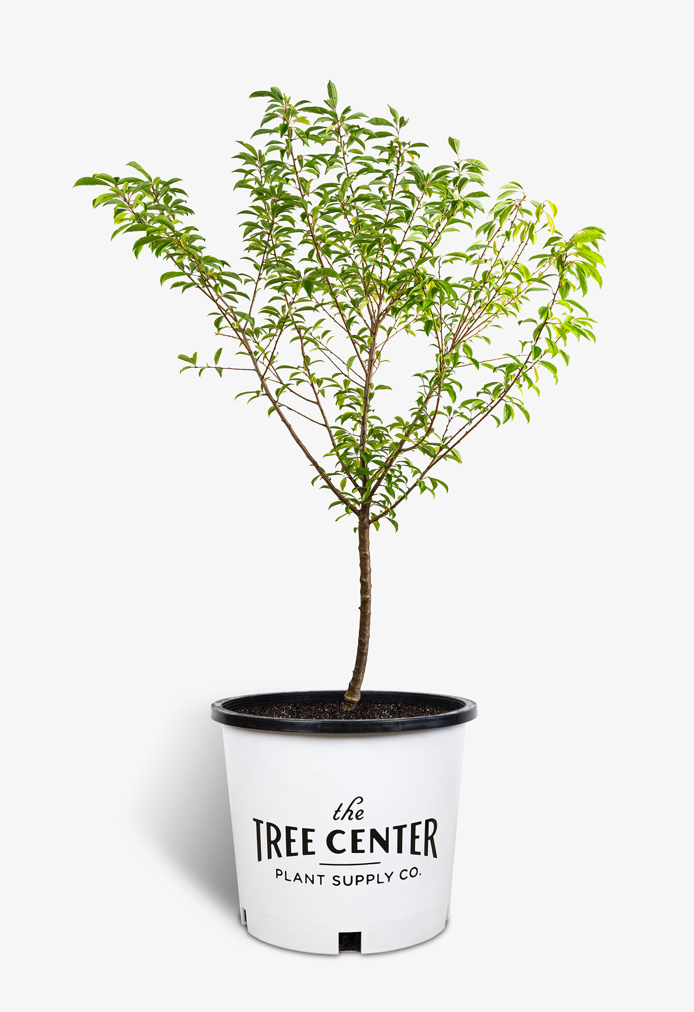Santa Rosa Plum For Sale Online The Tree Center