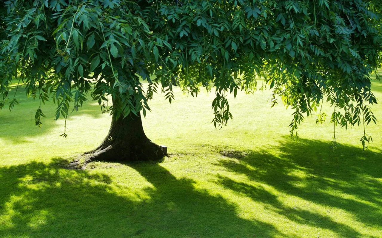 Learn How to Garden in the Shade!