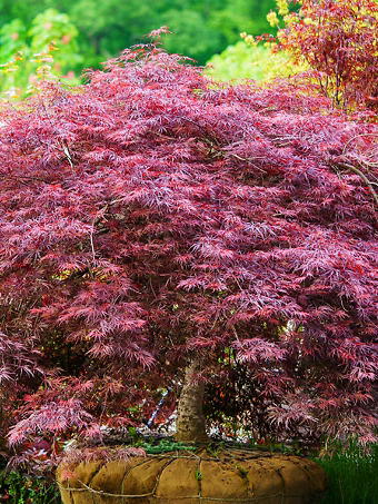 Tamukeyama Japanese Maple