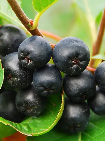 Aronia Black Chokeberry