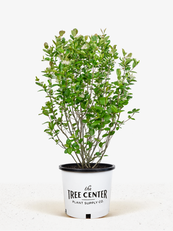 Aronia Black Chokeberry