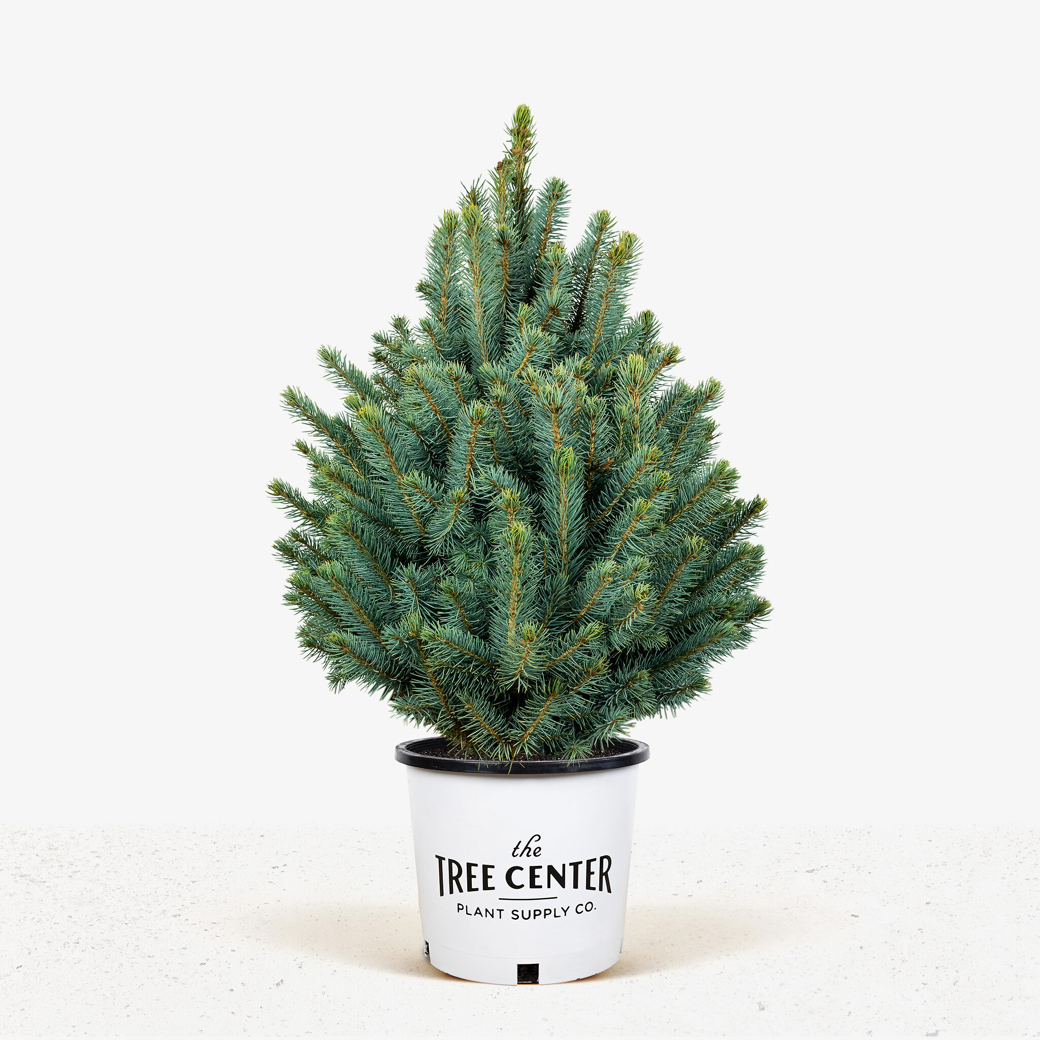Buy Baby Blue Spruces Trees Online - Baby Blue Spruce 7G 01 2048x2048