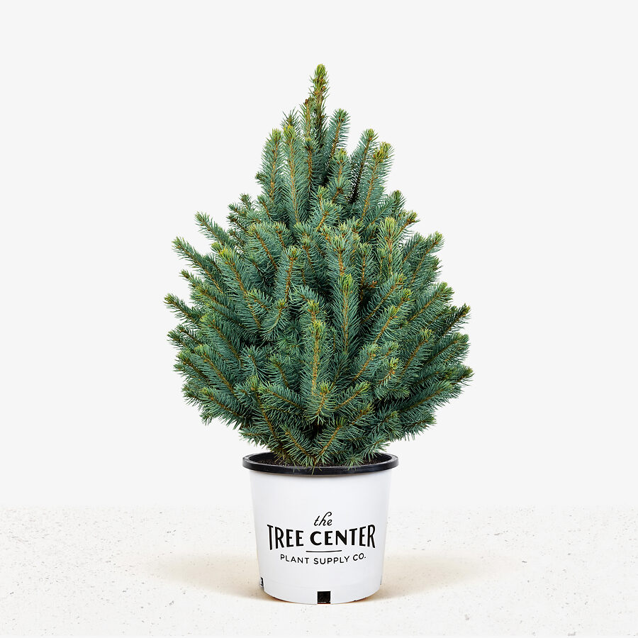 Buy Baby Blue Spruces Trees Online Quality Baby Blue Spruce Trees