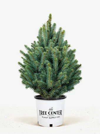 Baby Blue Spruce