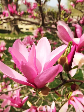 Betty Hybrid Magnolia