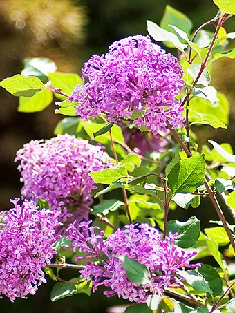 Bloomerang® Purple Lilac