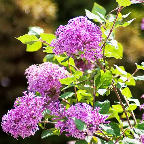 Image of Tiny Tim Lilac bush with flowers
