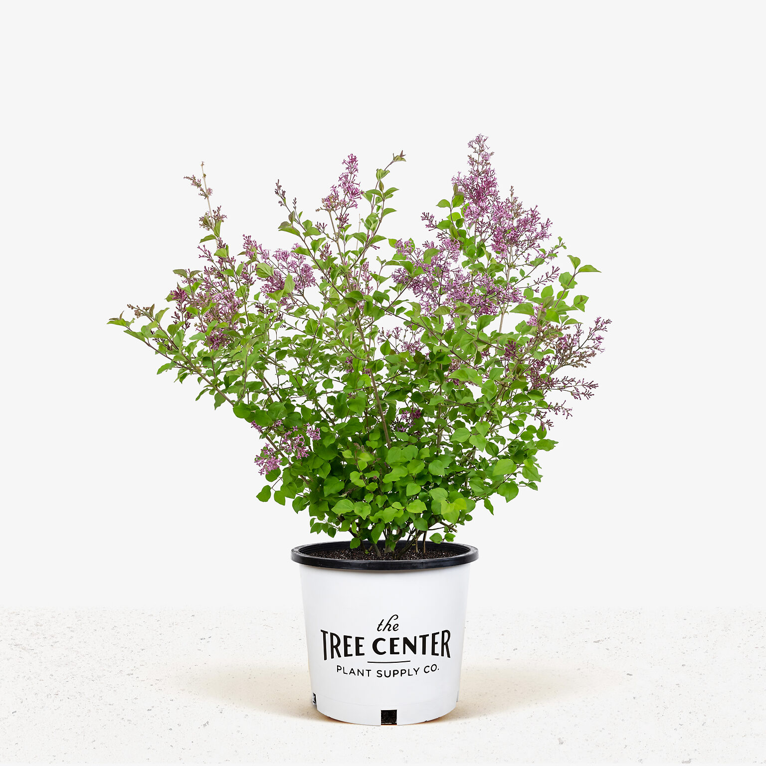 Bloomerang Purple Lilac For Sale Online The Tree Center