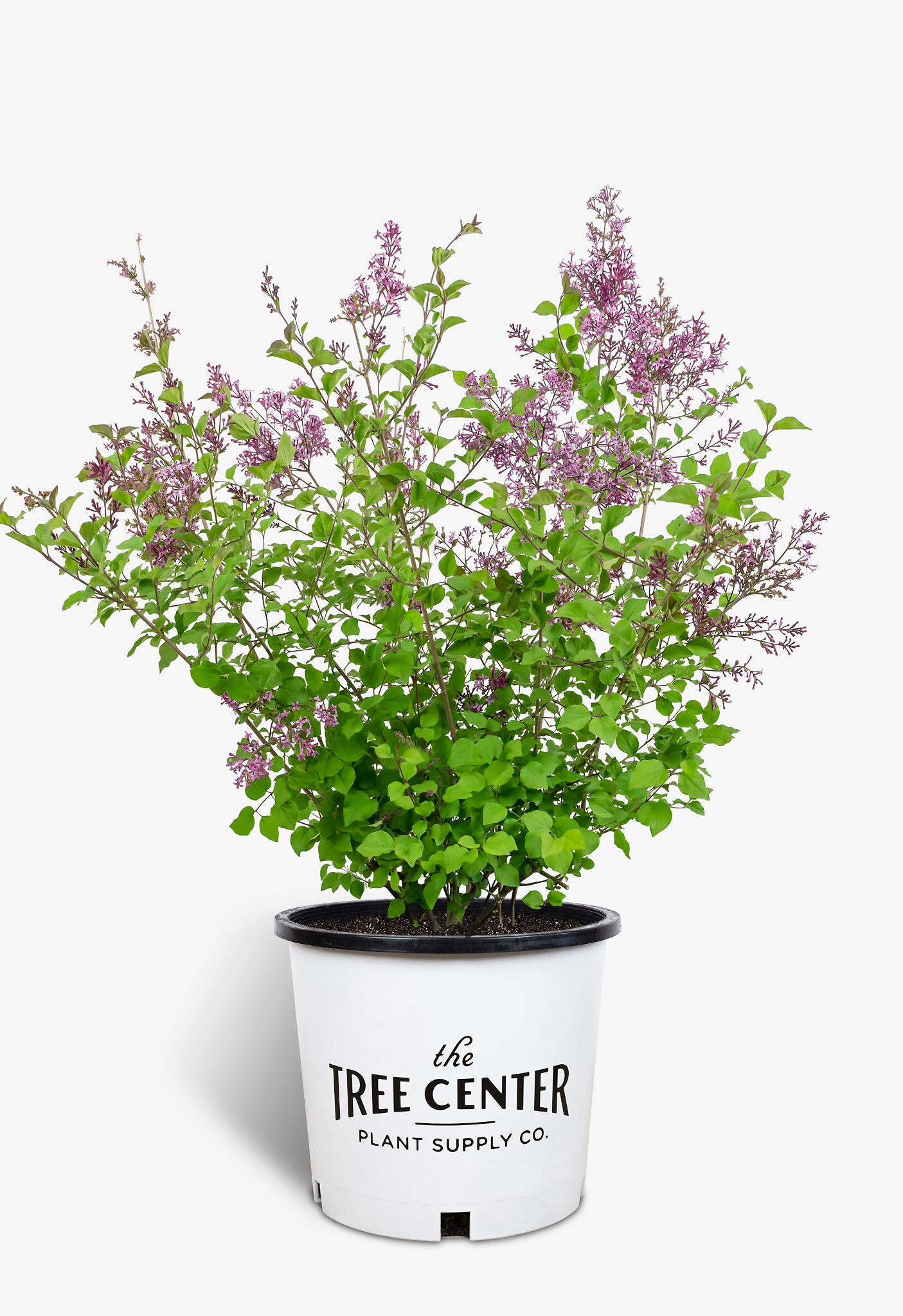 Bloomerang Purple Lilac For Sale Online The Tree Center