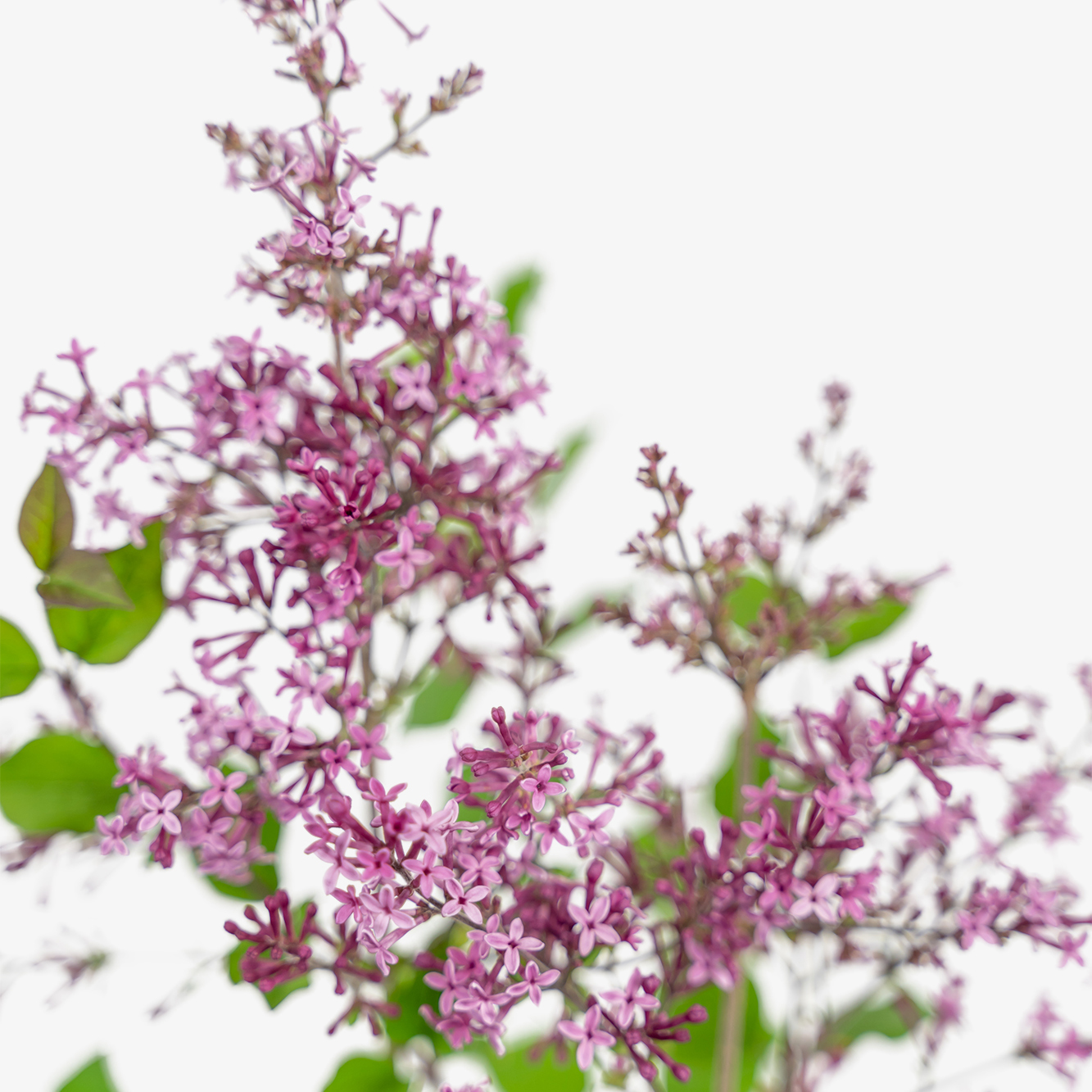 Bloomerang Purple Lilac For Sale Online The Tree Center
