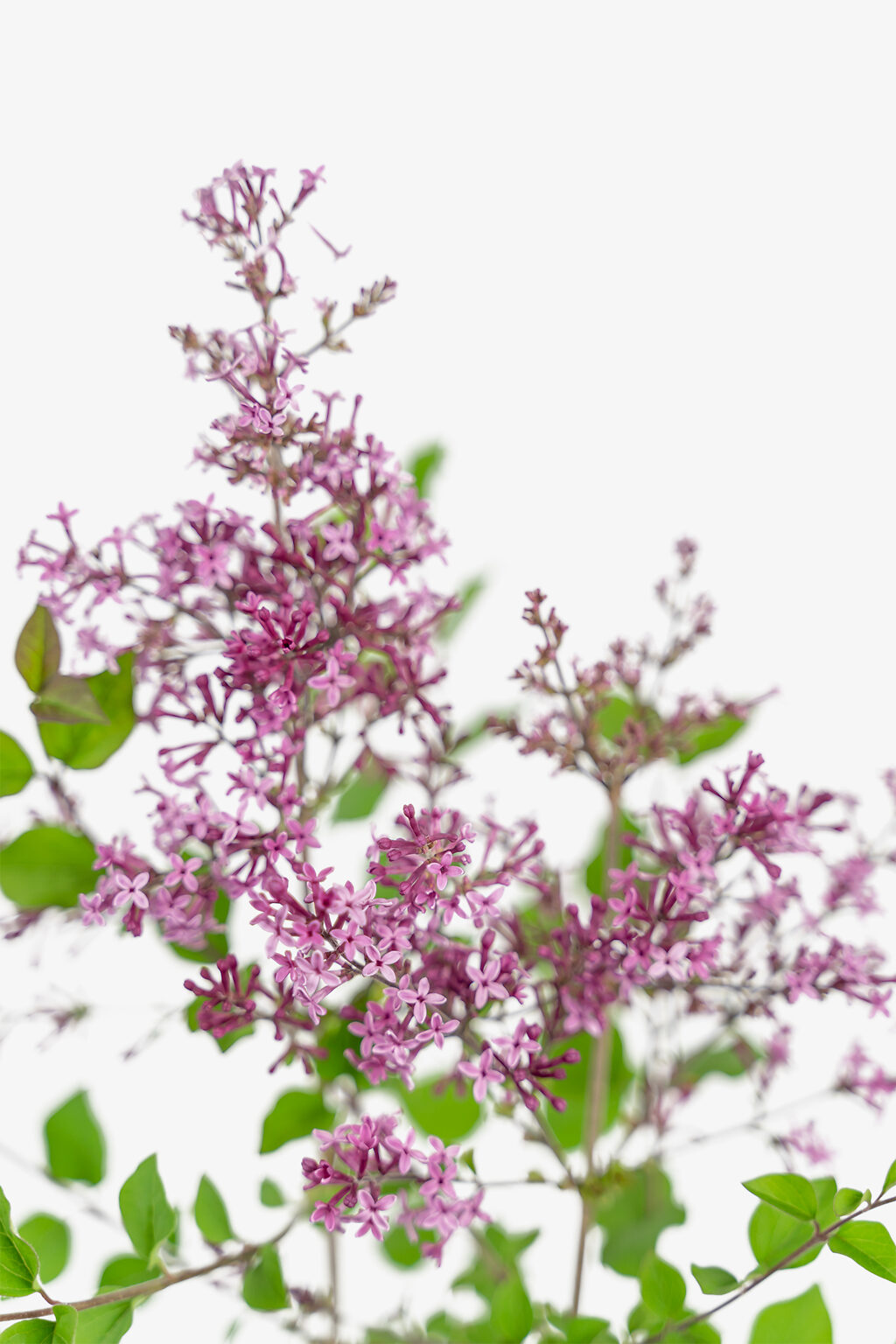 Bloomerang Purple Lilac For Sale Online The Tree Center