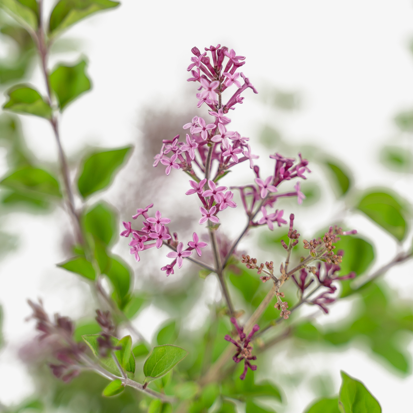 Bloomerang Purple Lilac For Sale Online The Tree Center