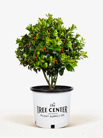 Castle Spire Blue Holly