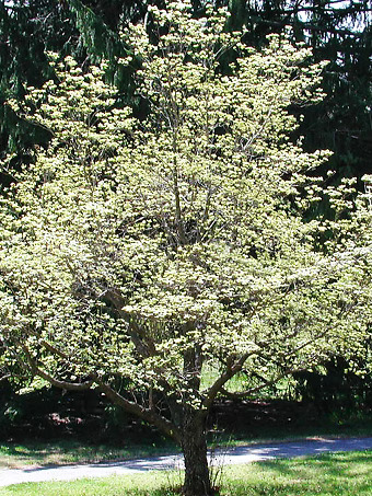 Cloud 9 Dogwood
